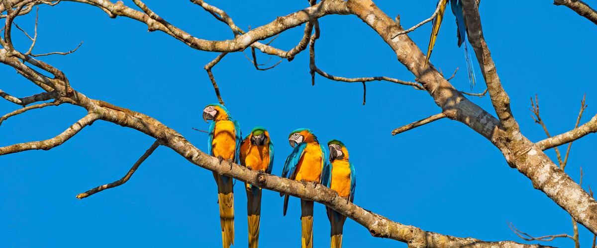 Four colorful parrots perched on a branch against a clear blue sky.