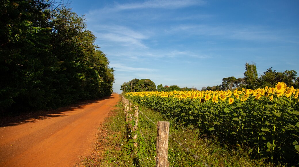 Bela Vista de GoiĂĄs