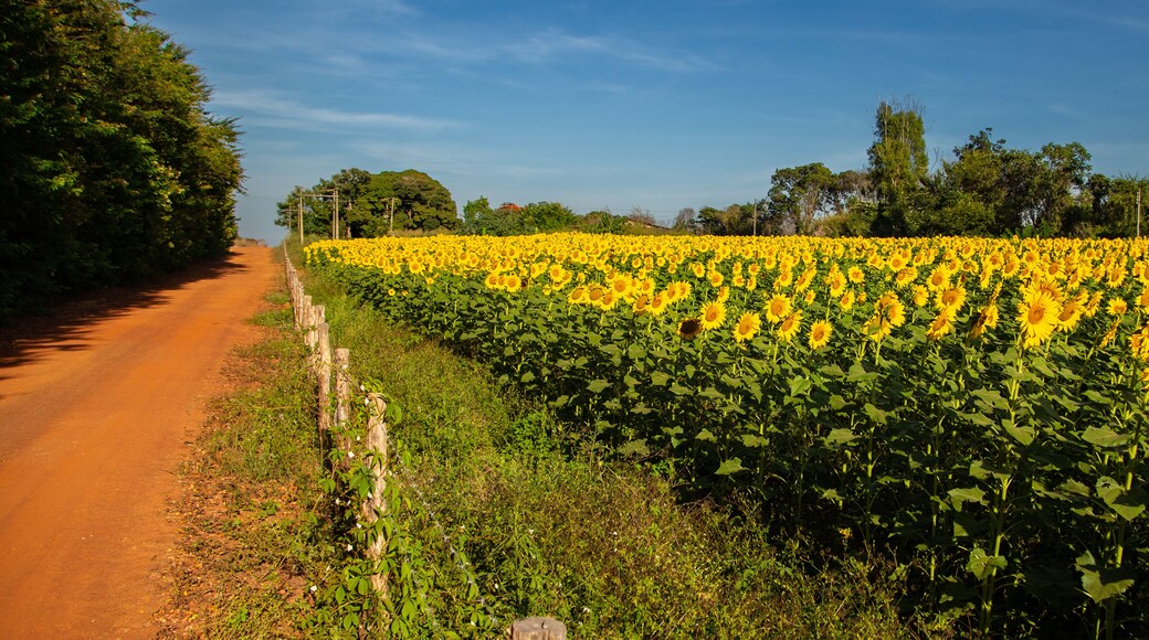 Bela Vista de GoiĂĄs