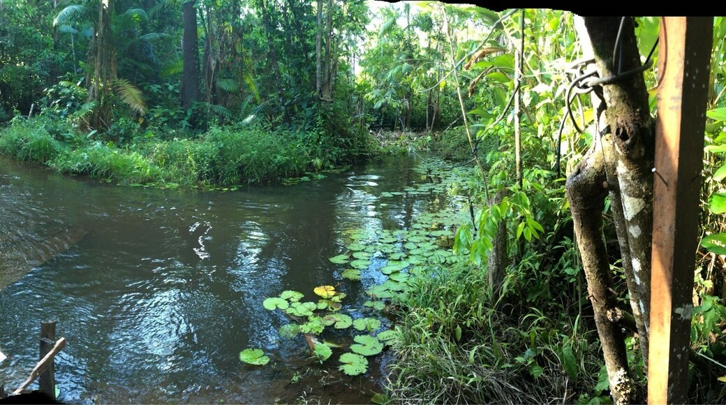 This is my family private farm in the Amazon. It a little river they made into a swimming hole. #LikeAlocal