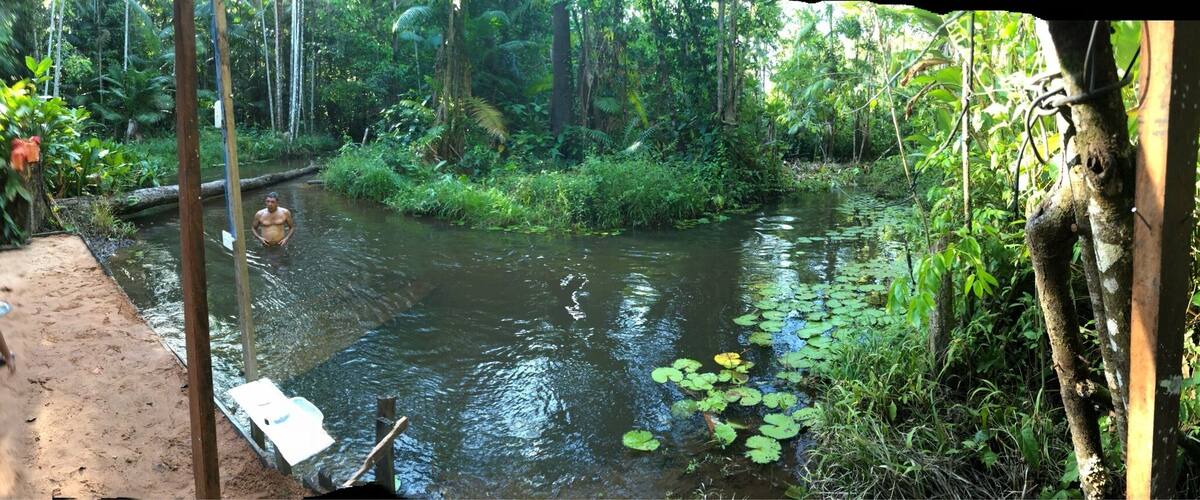 A river with water lilies, surrounded by dense greenery and trees.