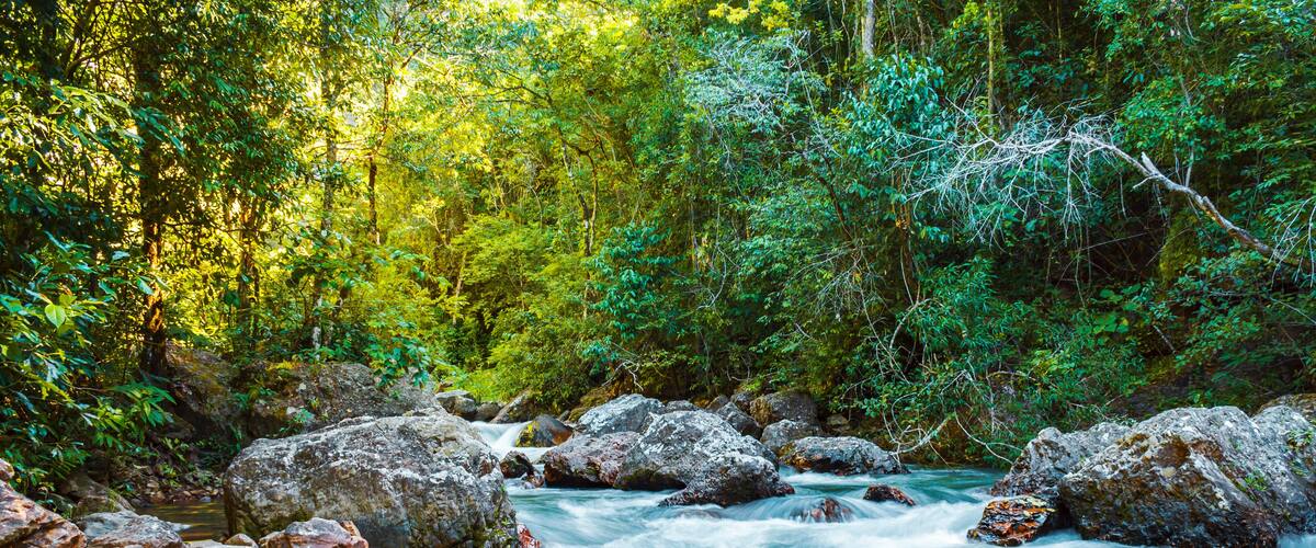 A flowing river with rocks and dense green foliage.