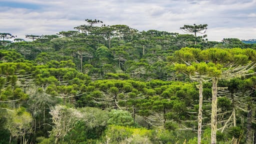 Forest with Araucaria pines in Rio Grande do Sul - Brazil