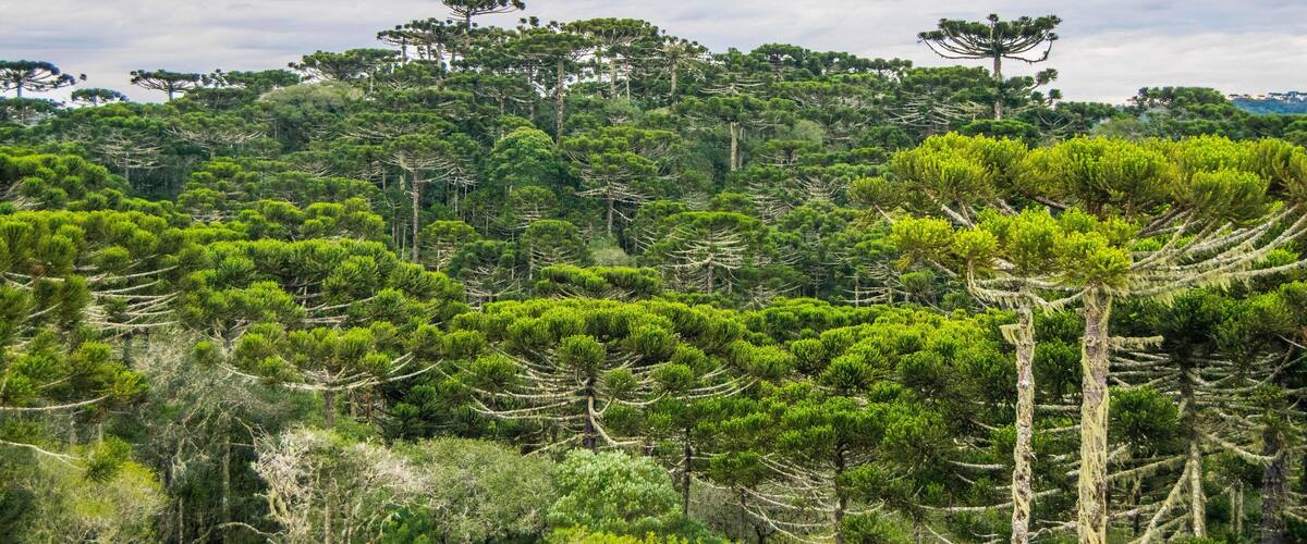 A dense forest with tall pine trees and a variety of greenery.