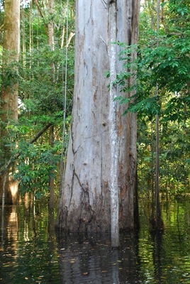 Flooded forest. Rio Negro floods the forest in the wet season. Some of these trees must be 100s is years old and they are huge