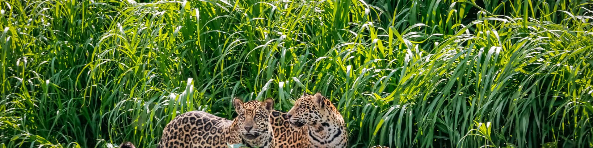 Two Jaguar brothers standing on a river edge against green background, looking, frontal view, Pantanal Wetlands, Mato Grosso, Brazil