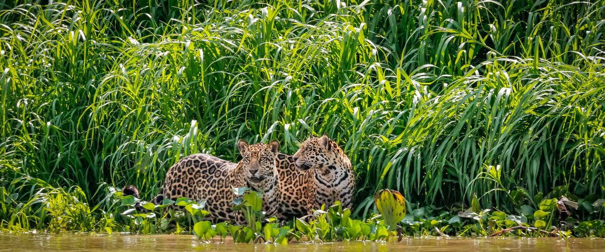 Two jaguar cubs in a lush green environment with dense vegetation and a body of water.