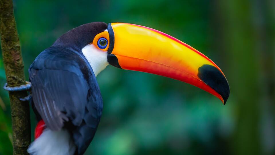 A toucan with a large, colorful beak perched on a tree branch.