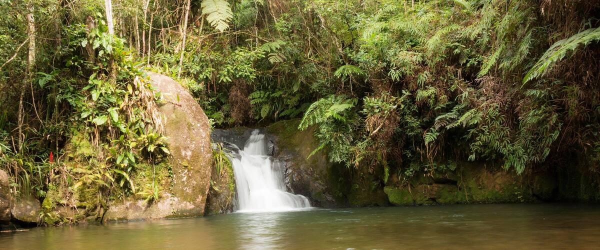 A waterfall in a lush forest with dense foliage and a large moss-covered rock.