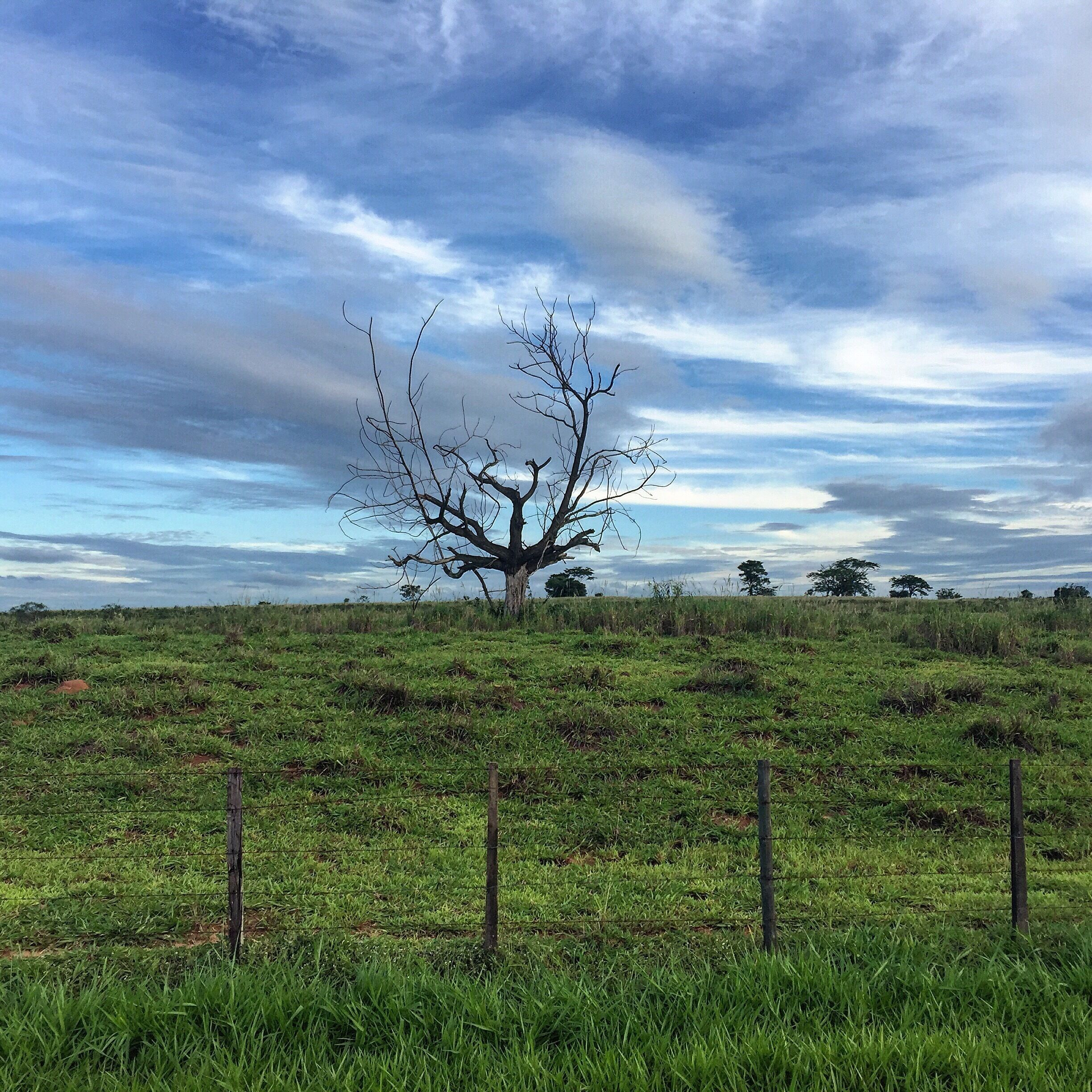 A solitary tree in a grassy field with a cloudy sky.