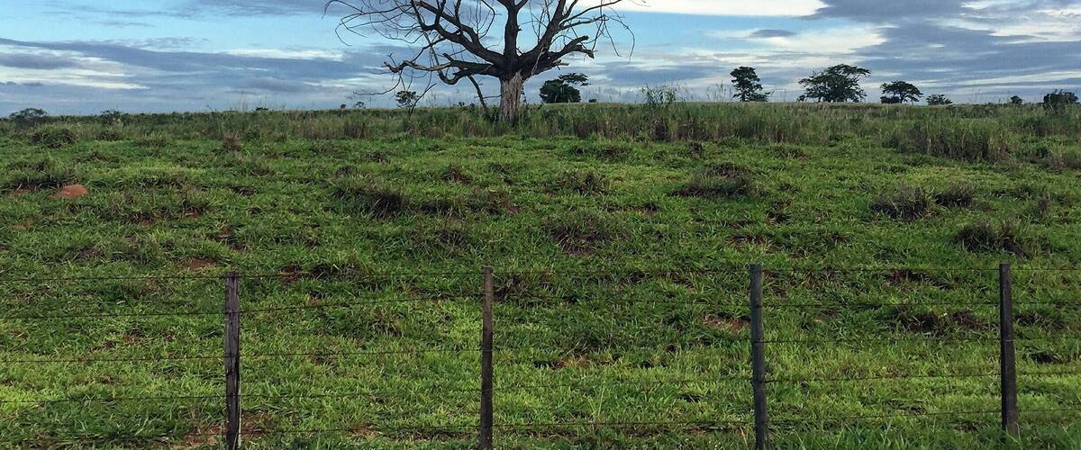A solitary tree in a grassy field with a cloudy sky.