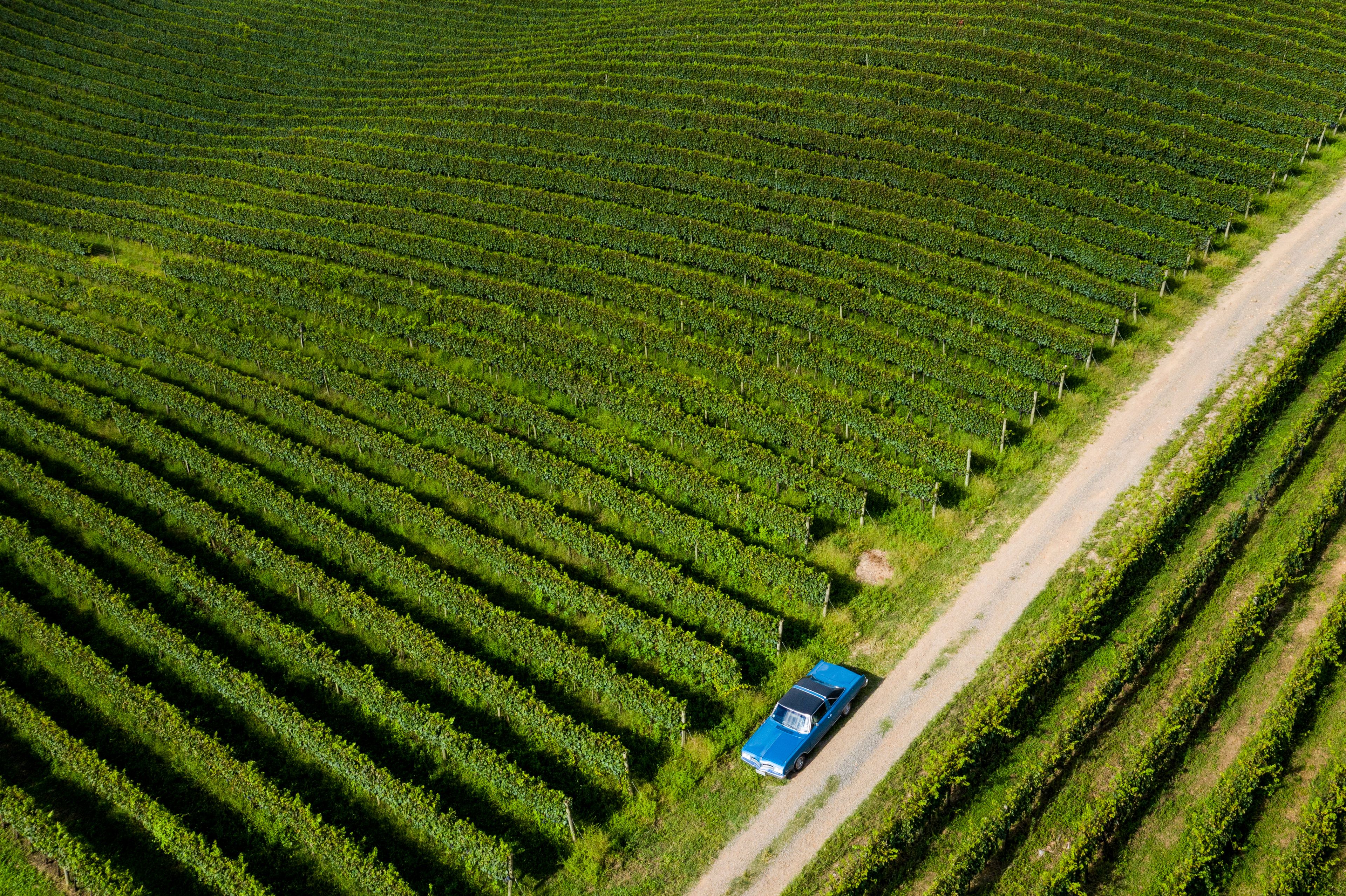 An aerial view of a vineyard with rows of grapevines and a blue car parked on a dirt path.