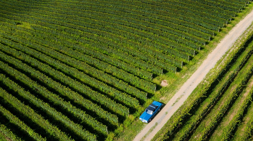 An aerial view of a vineyard with rows of grapevines and a blue car parked on a dirt path.