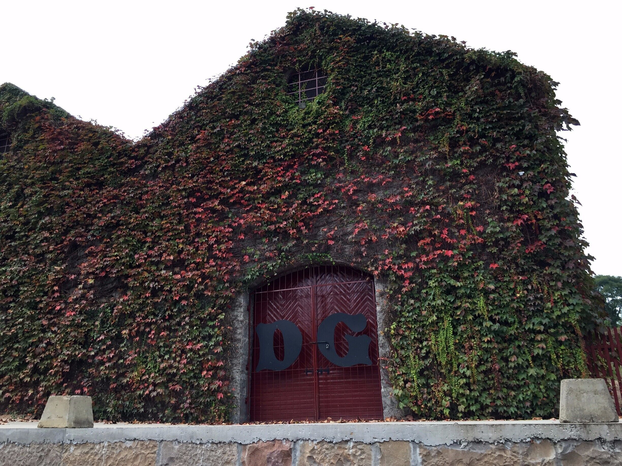 A building covered in ivy with a red gate marked 'DG'.