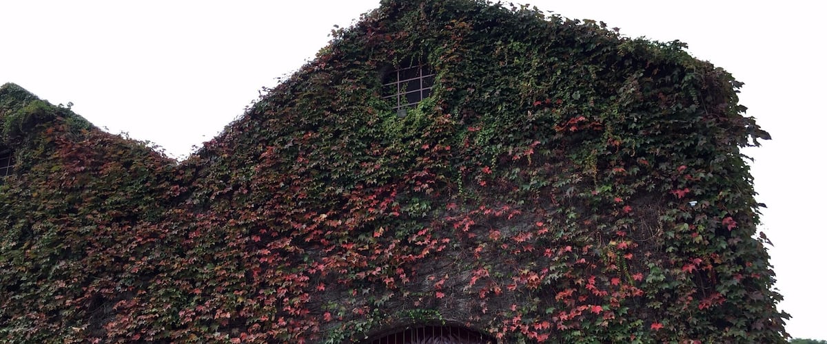A building covered in ivy with a red gate marked 'DG'.