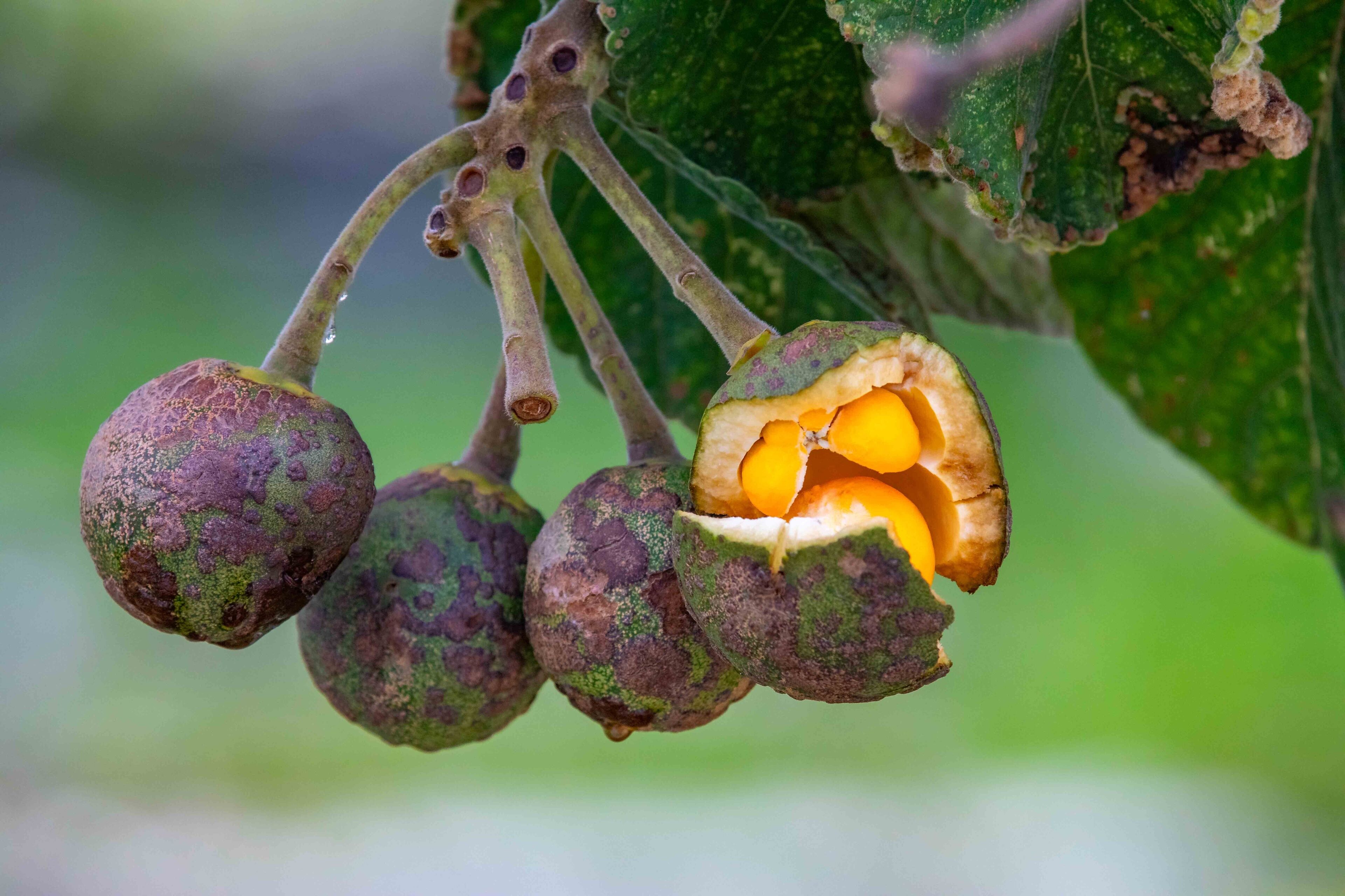 Ripe fruits of pequi Caryocar brasiliense, a typical fruit of the Brazilian Cerrado biome.