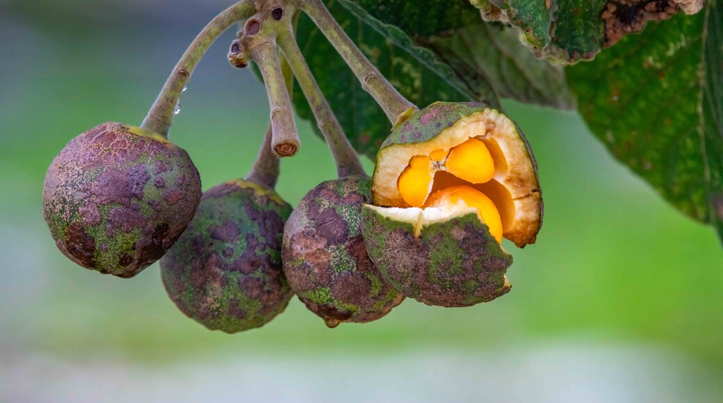 Ripe fruits of pequi Caryocar brasiliense, a typical fruit of the Brazilian Cerrado biome.