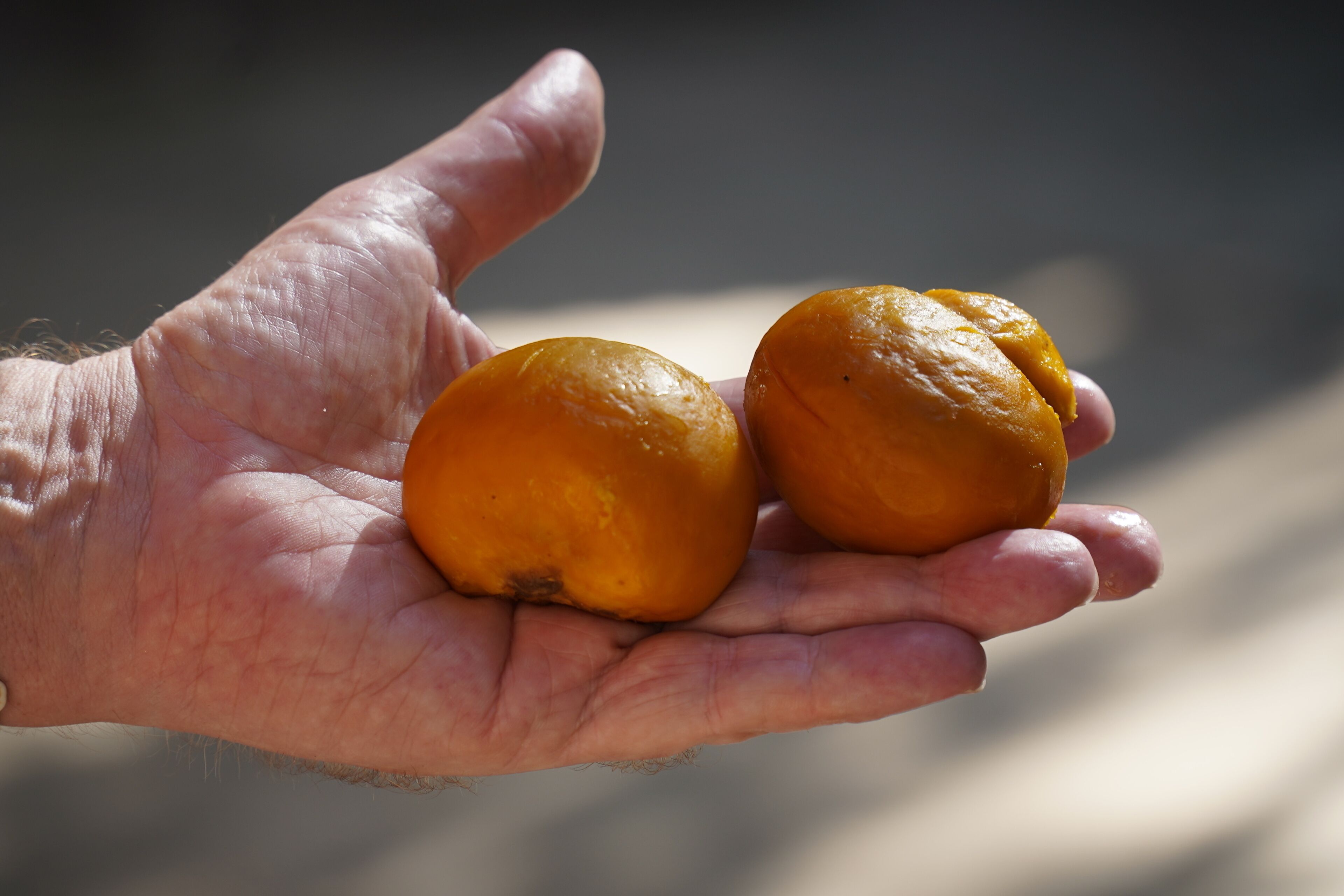 A hand holding two small, round, orange fruits.