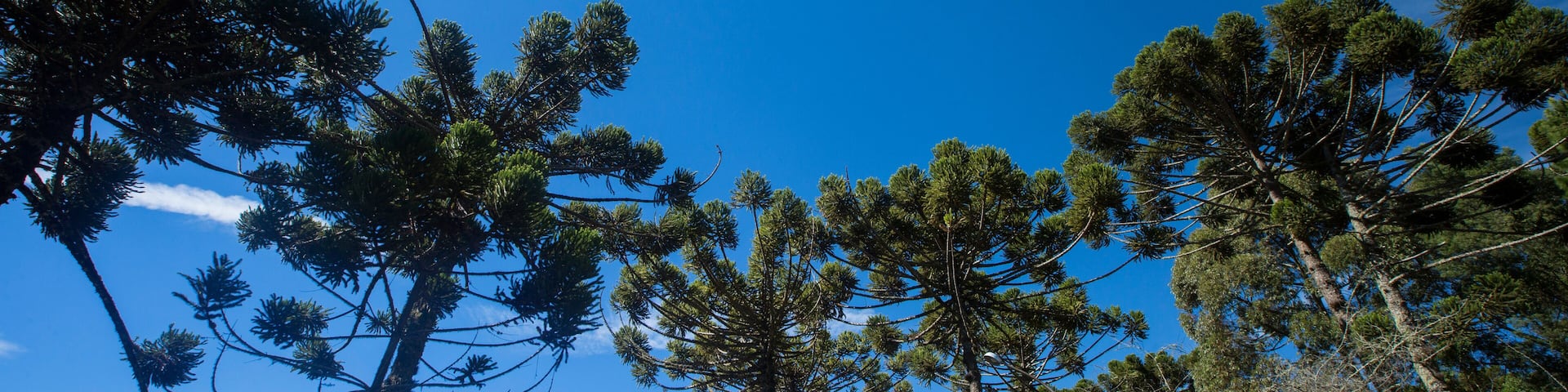 Closeup of upper part of Araucaria angustifolia ( Brazilian pine