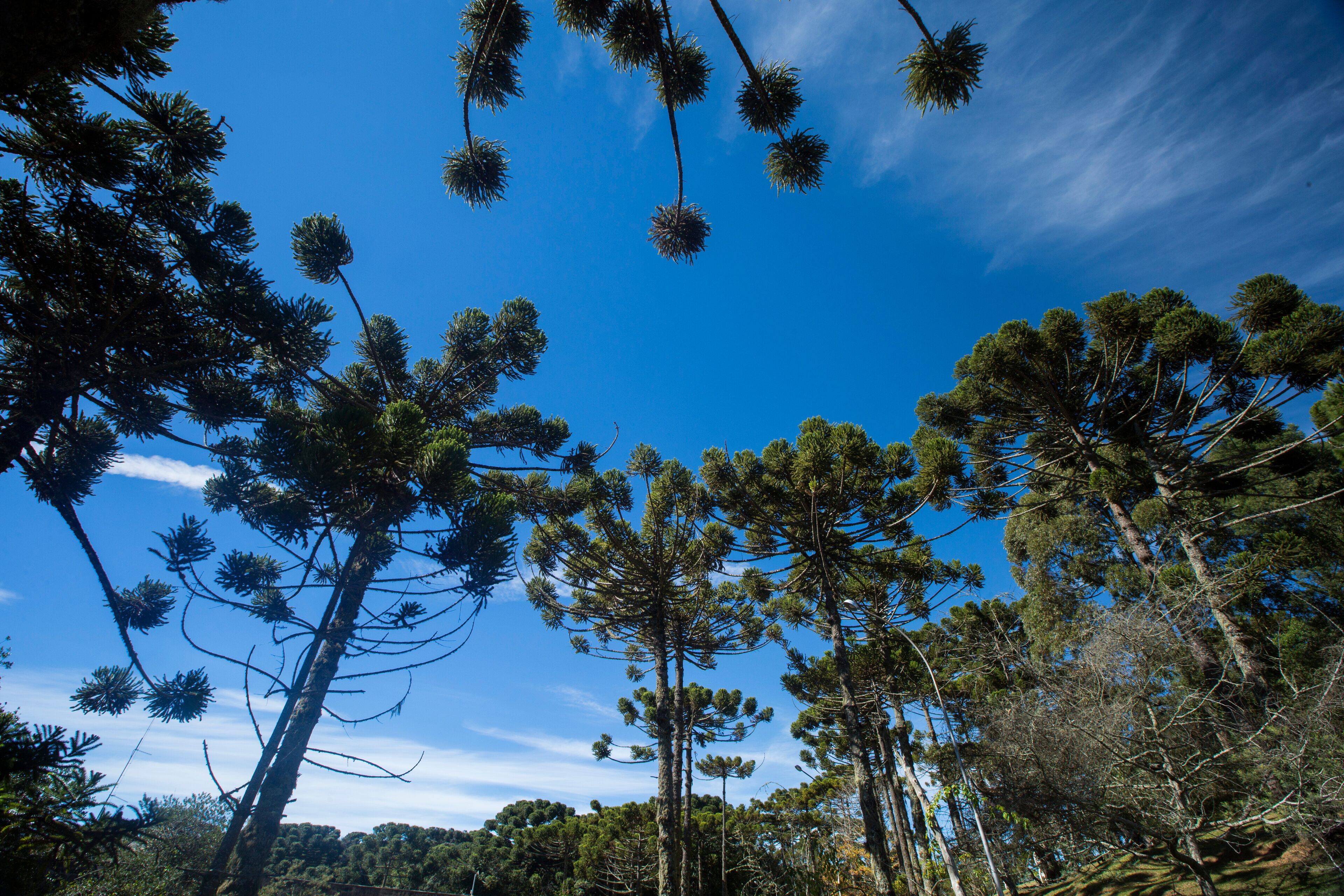 A forest with tall pine trees and a clear blue sky.