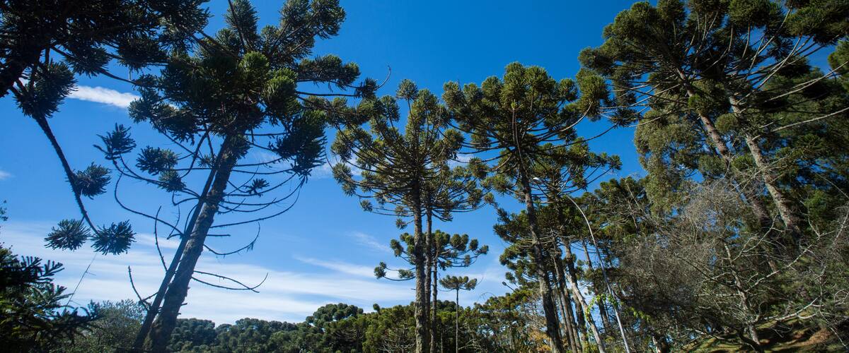 A forest with tall pine trees and a clear blue sky.