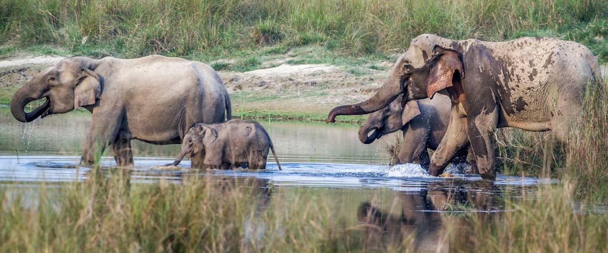 Asian Elephant in Bardia national park, Nepal