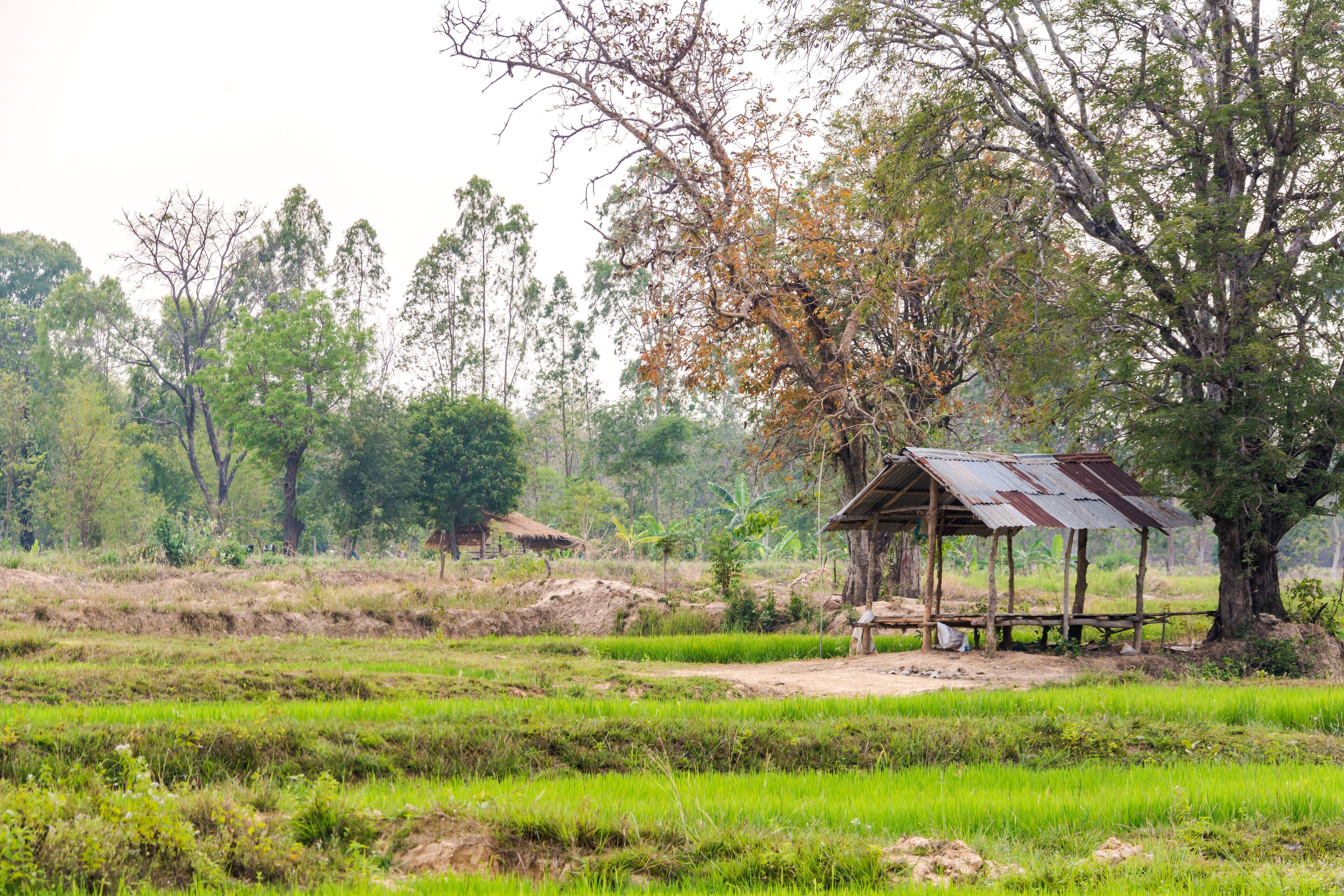 Rice farm in Khemarat, Ubon Ratchathani, Thailand