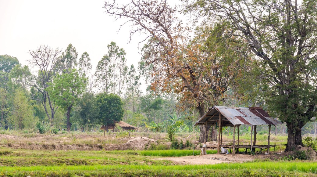Rice farm in Khemarat, Ubon Ratchathani, Thailand