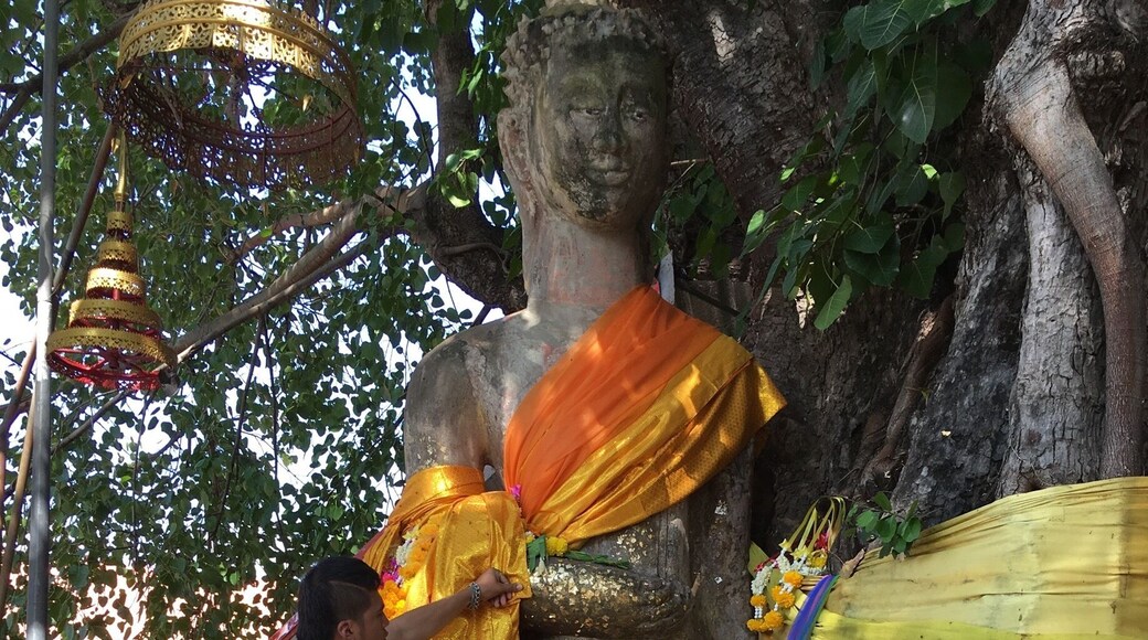 Phra in the Bodhi tree.
