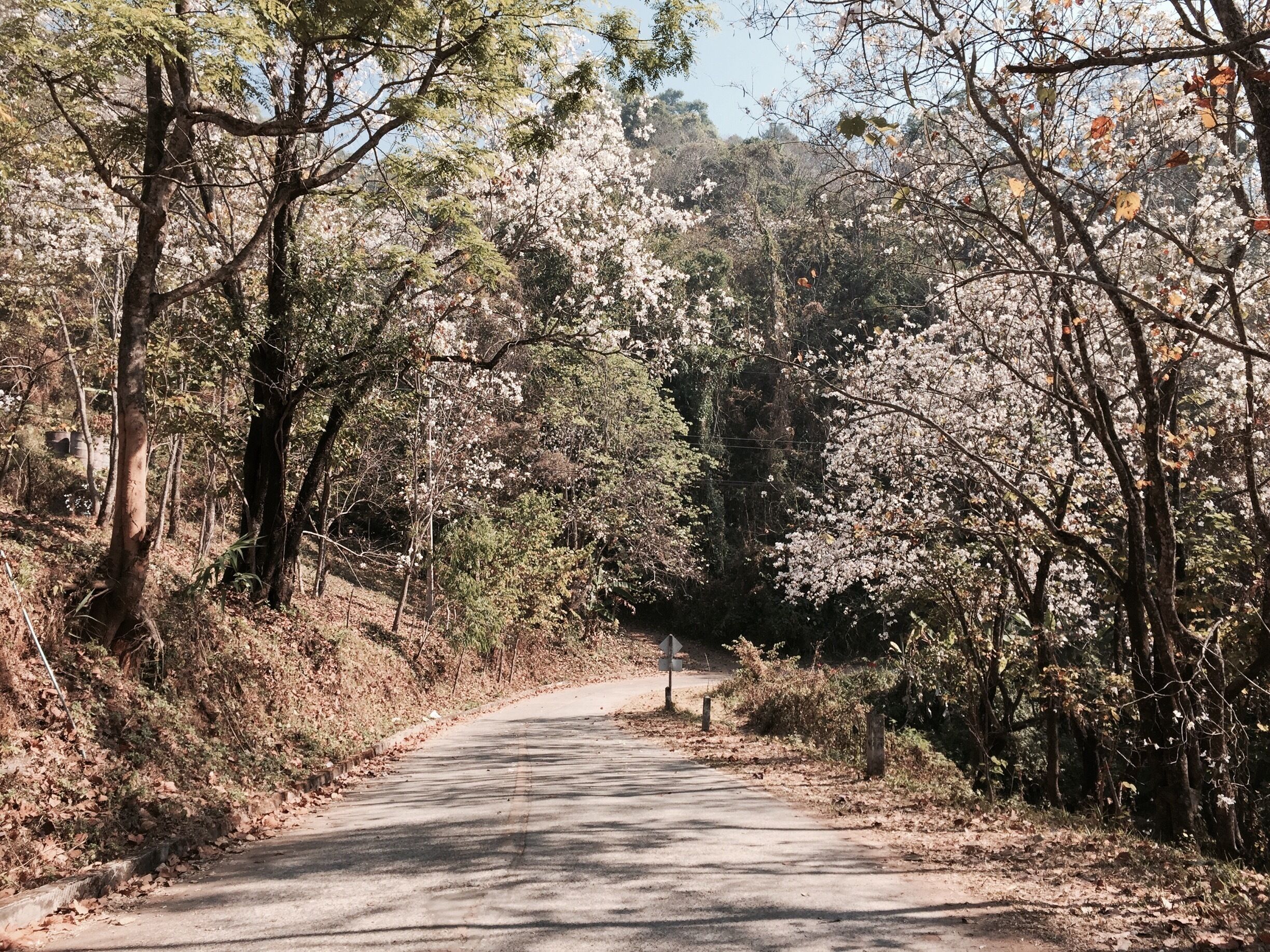 บ้านป่าเหมี่ยง
ลำปาง