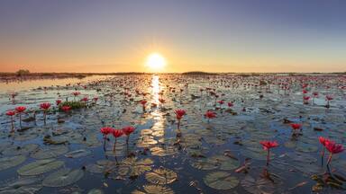 The sea of red lotus, Lake Nong Harn, Udon Thani, Thailand