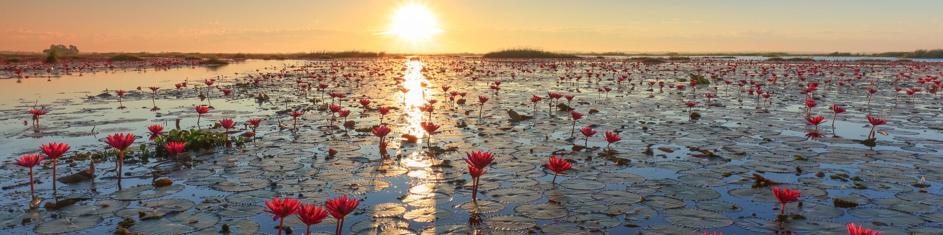 Ein Lotus-Teich bei Sonnenuntergang, mit Sonnenreflexionen auf der Wasseroberfläche.