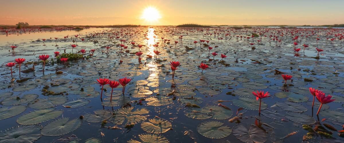 A lotus pond at sunset with reflections of the sun on the water.