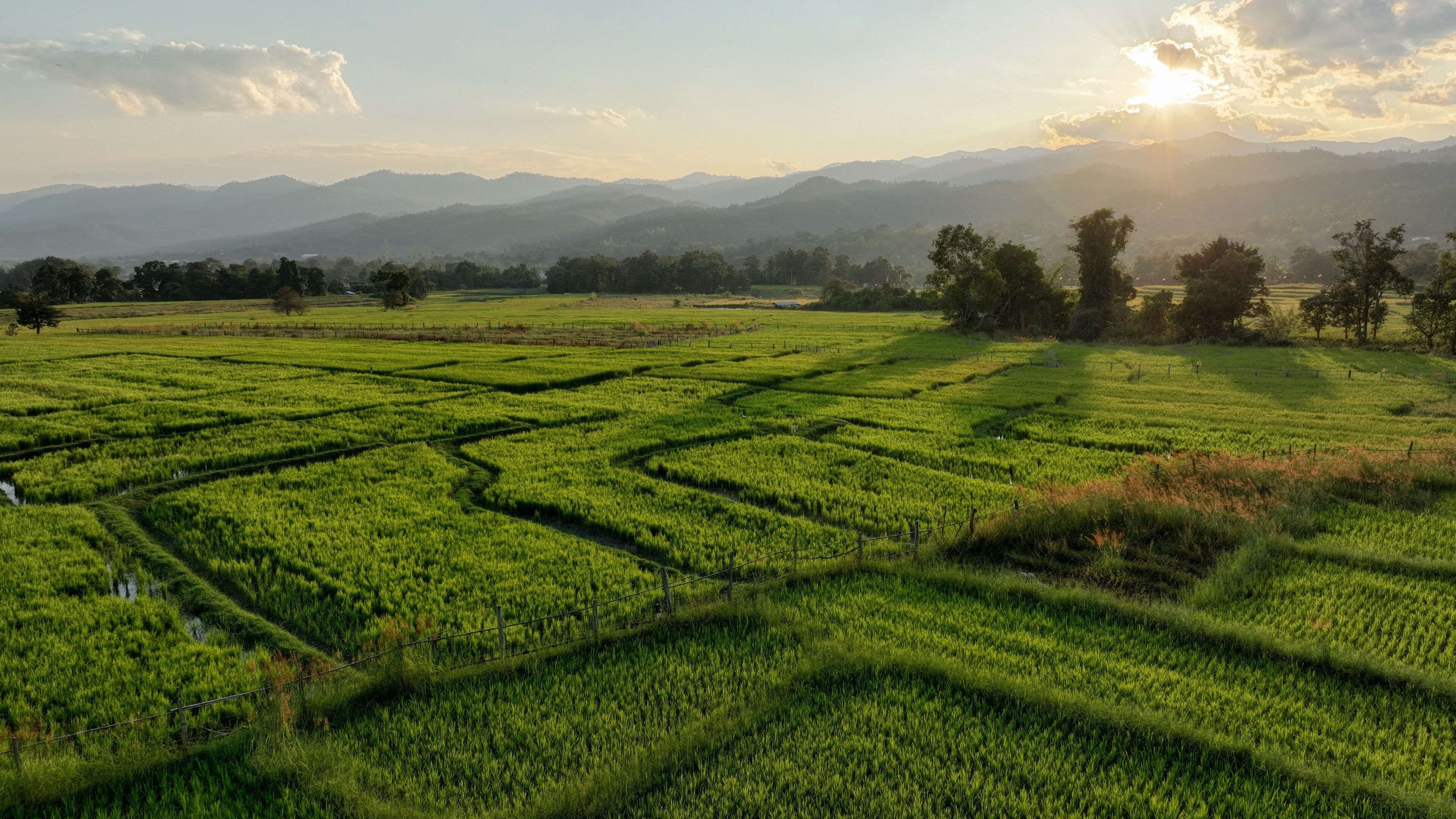 A lush green rice paddy field with terraced rows, surrounded by trees and distant mountains under a clear sky.