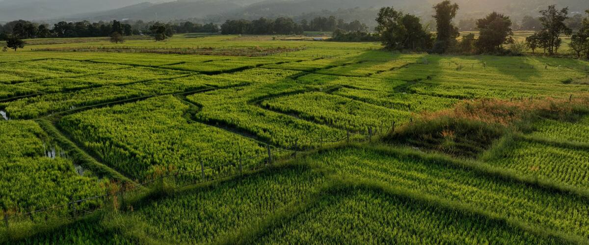 A lush green rice paddy field with terraced rows, surrounded by trees and distant mountains under a clear sky.