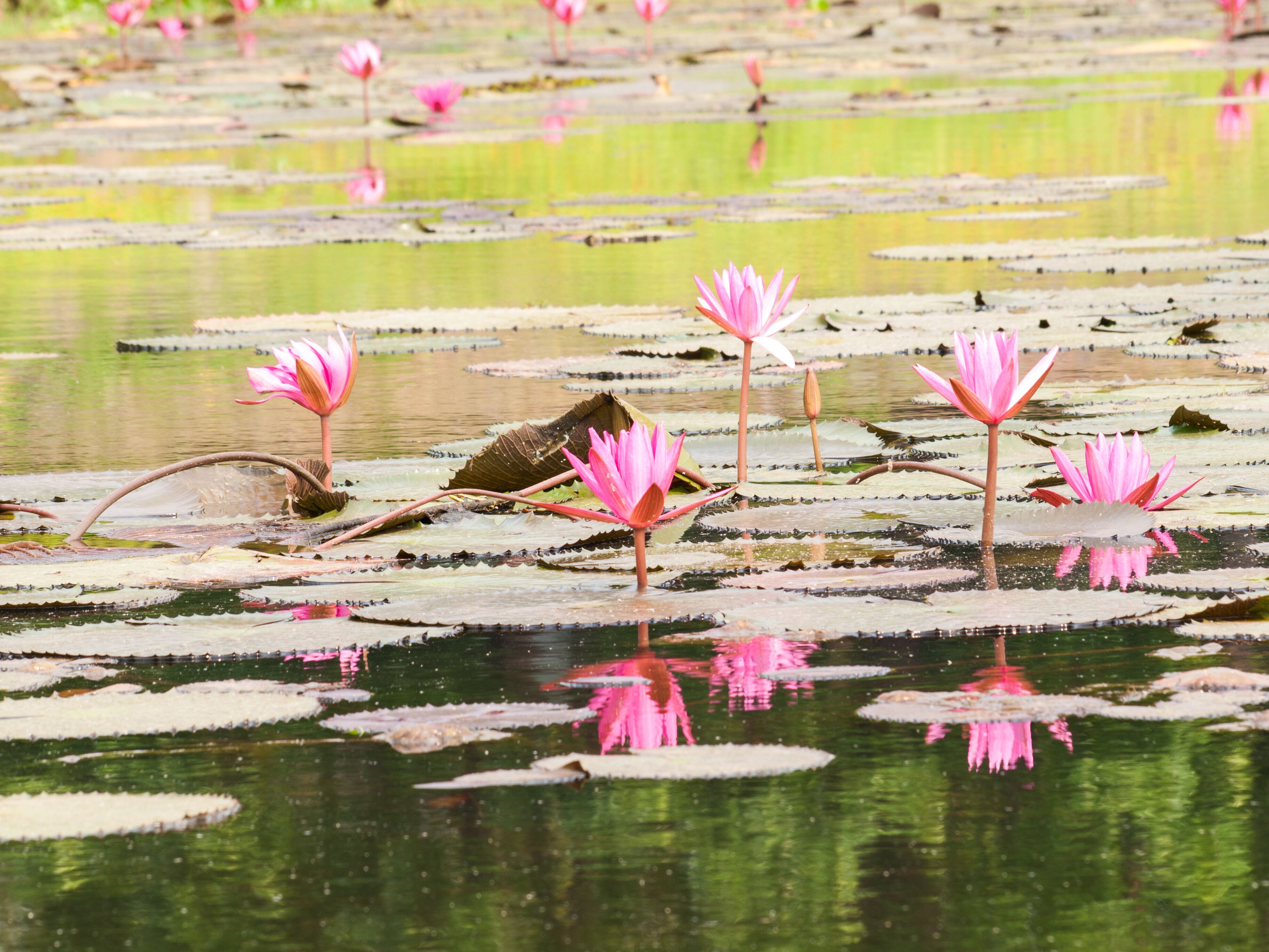 Red lotus in the pond at Wapi Pathum. Maha Sarakham,Thailand