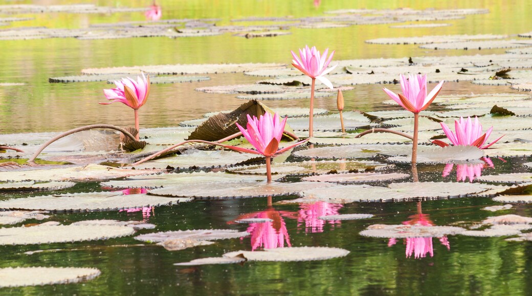 Red lotus in the pond at Wapi Pathum. Maha Sarakham,Thailand