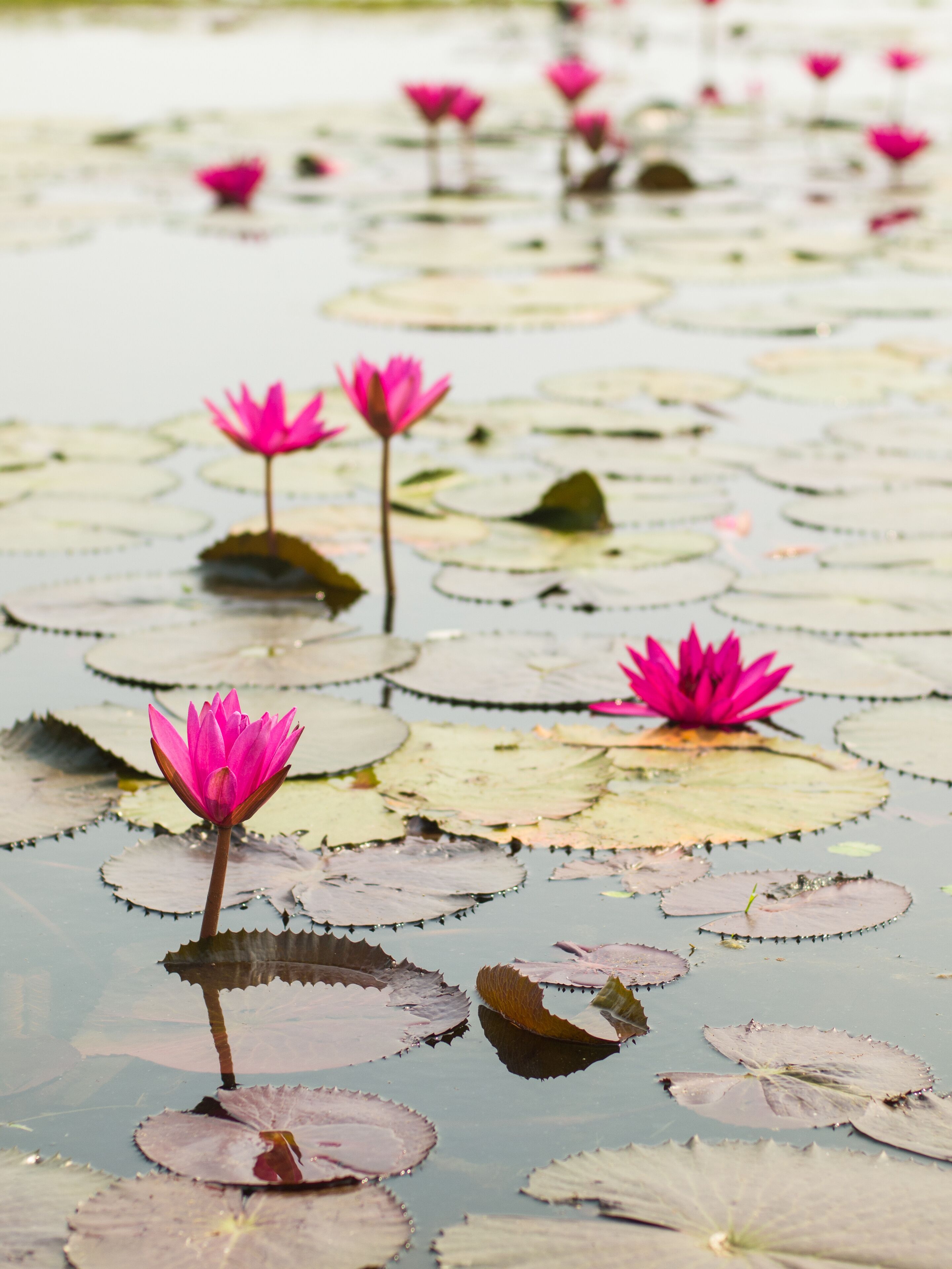 Red lotus in the pond at Wapi Pathum. Maha Sarakham,Thailand