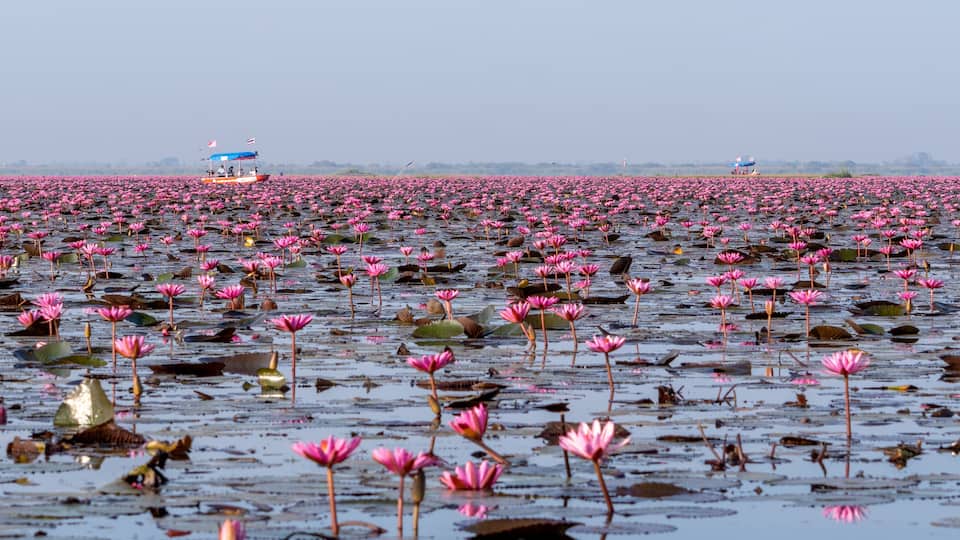 A vast lotus pond with numerous pink lotus flowers and a small boat in the distance.