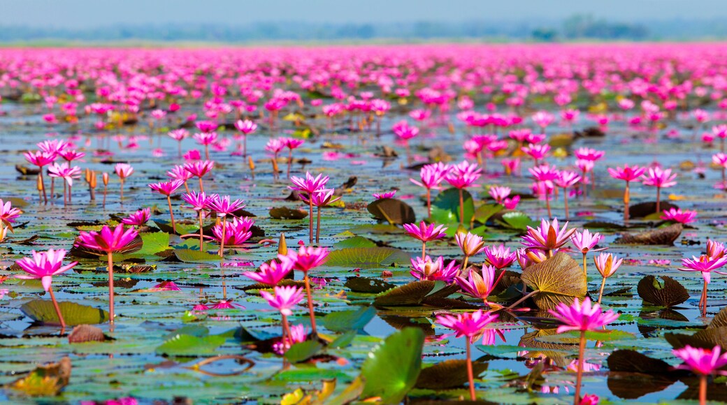 Ban Bua Daeng, Udon Thani