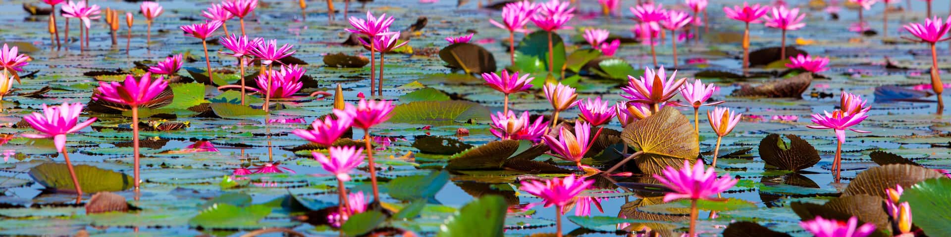 Ban Bua Daeng, Udon Thani