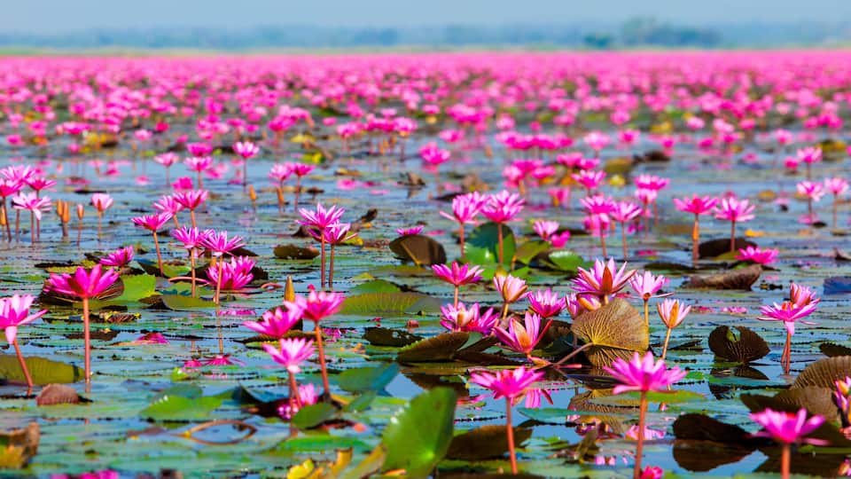 A vast field of pink water lilies on a calm water surface.