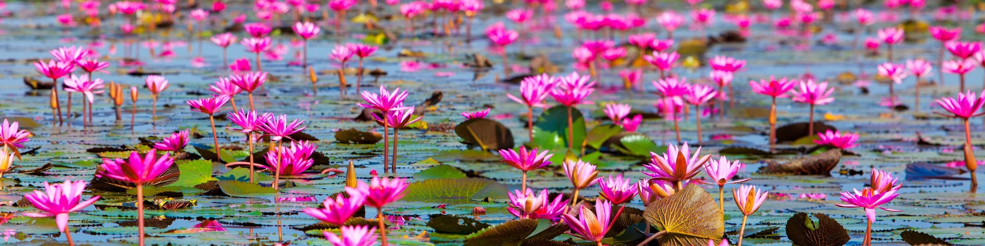 Ban Bua Daeng, Udon Thani