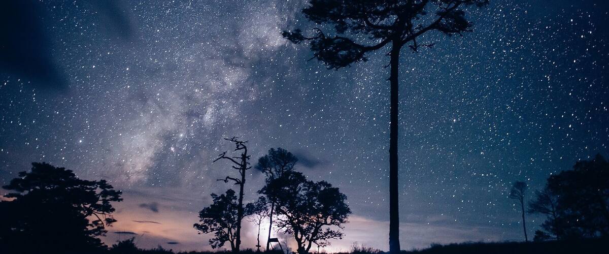 A night sky filled with stars, a tall tree, and several smaller trees silhouetted against the sky.
