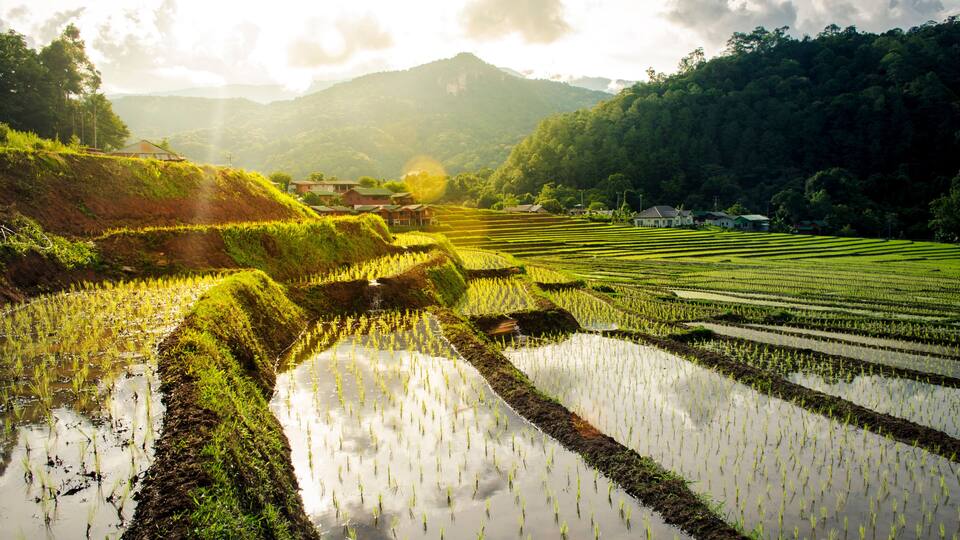 Rice field terraces in doi inthanon, Ban Mae Klang Luang Chiangmai