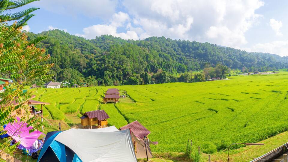 Beautiful sunruse scene of rice paddies field at Ban Mae Klang Luang, Doi Inthanon National Park,Chiang Mai,Thailand.
