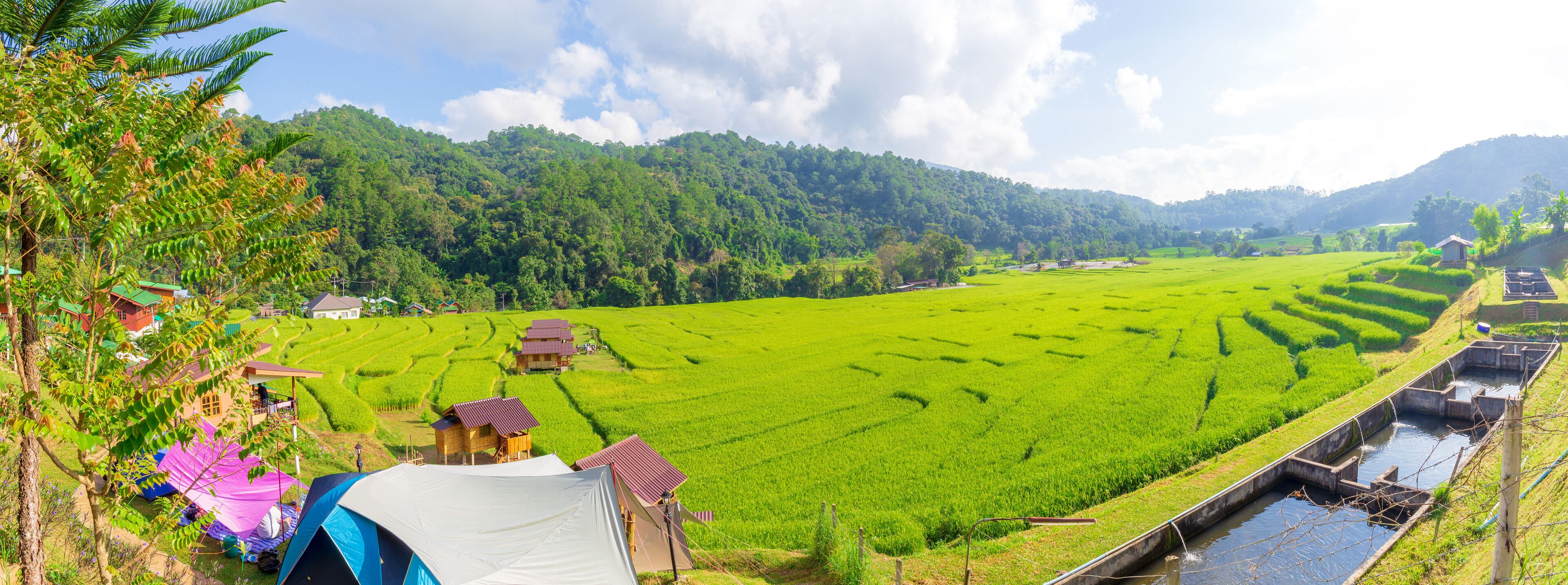 A lush green rice paddy field with terraced hills in the background.