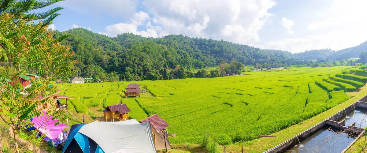 A lush green rice paddy field with terraced hills in the background.