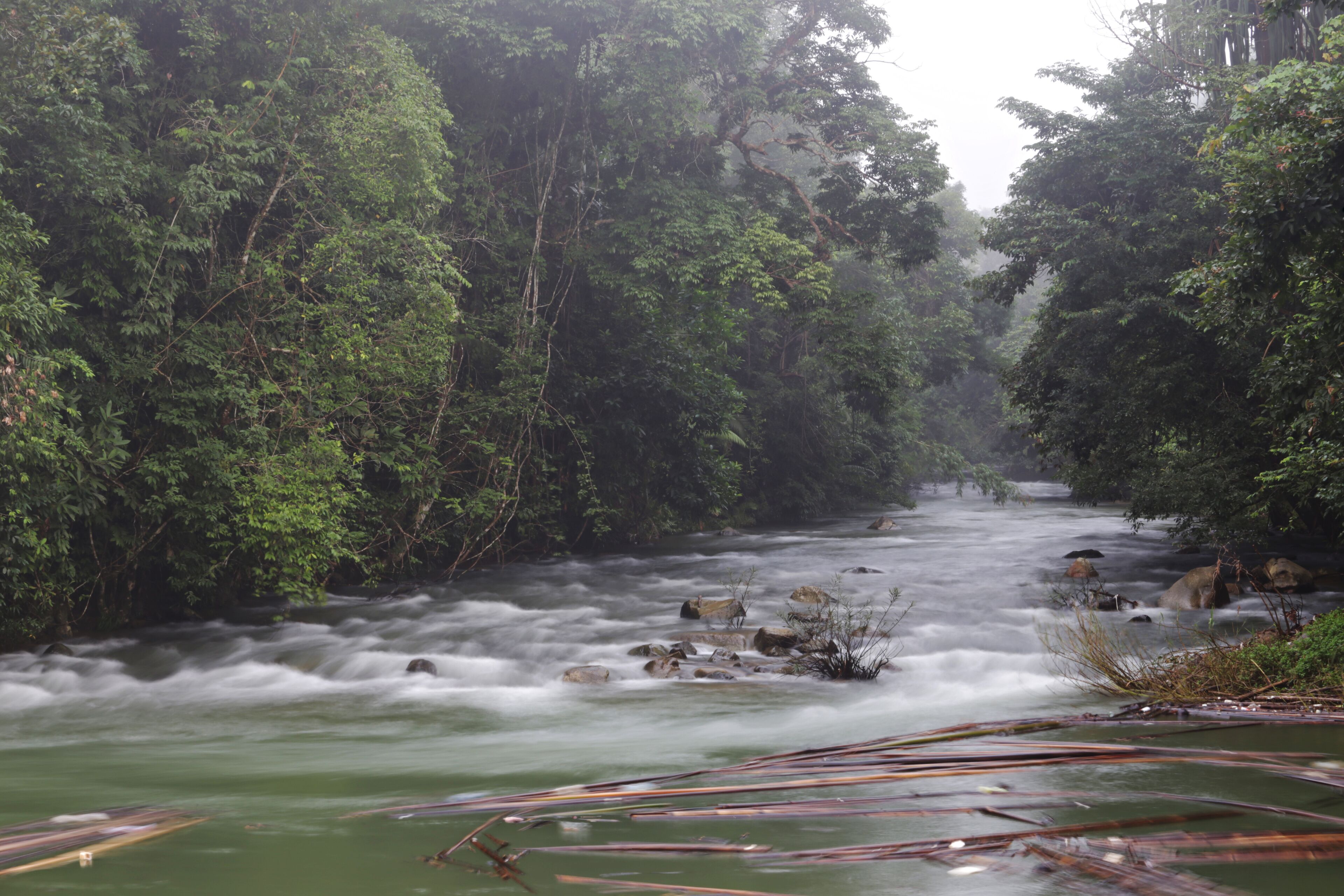 A river flowing through a dense forest with rocks and branches in the water.