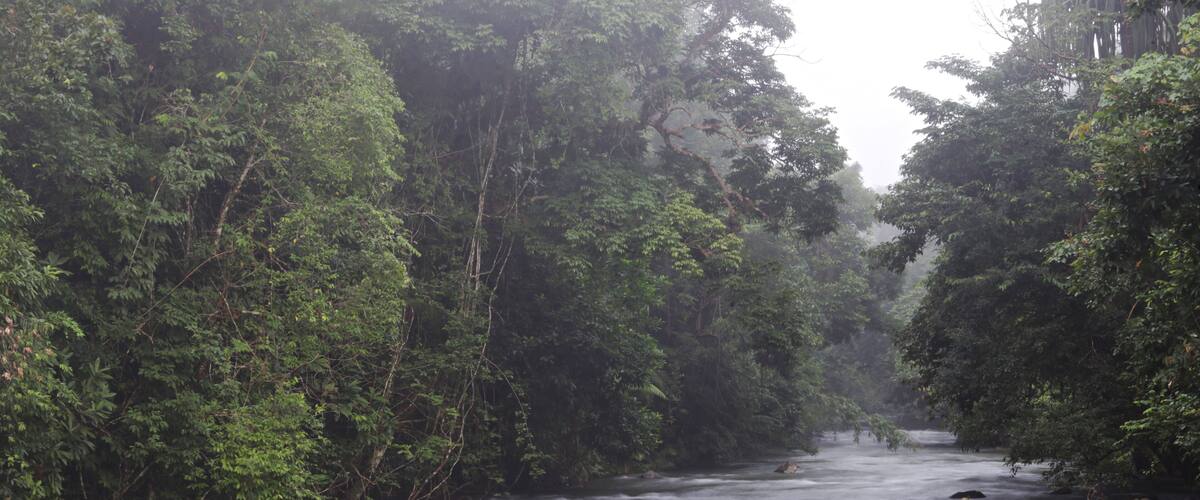 A river flowing through a dense forest with rocks and branches in the water.